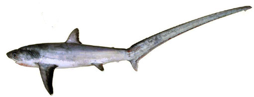 Alopias vulpinus _0 4